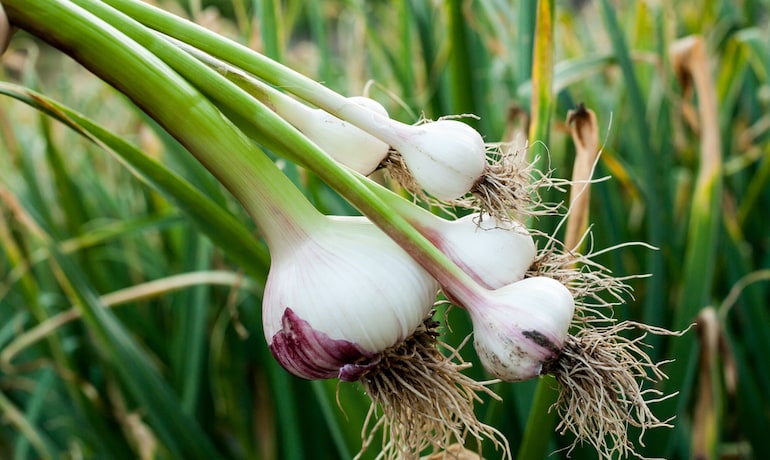 garlic harvested from growing containers