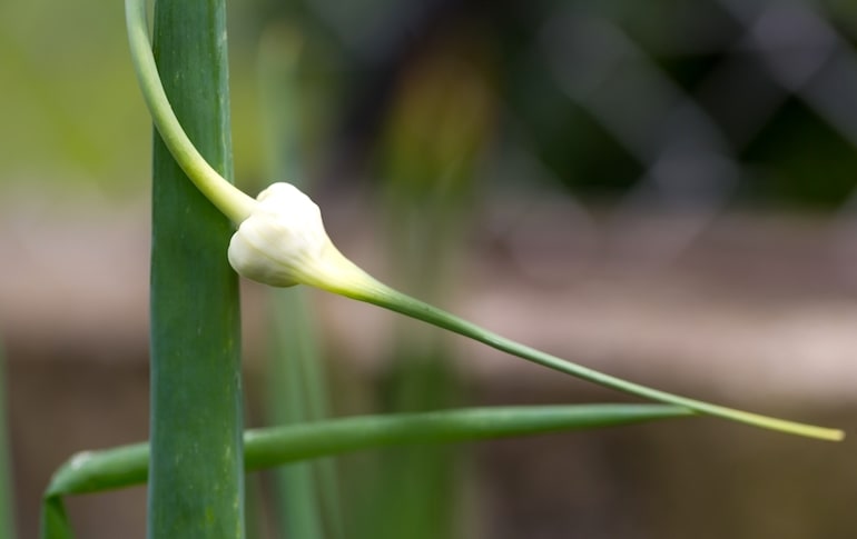 softneck garlic variety for storings