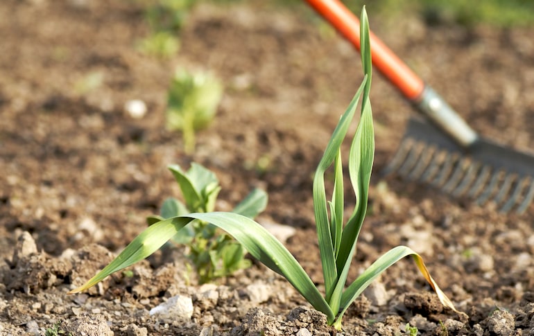 caring for garlic plants by weeding
