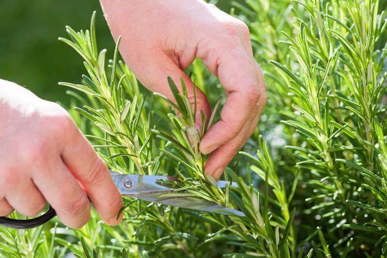 close up of a hands gathering fresh rosemary