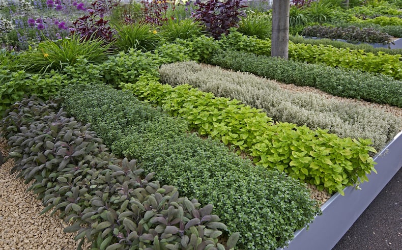 Dedicated herb garden