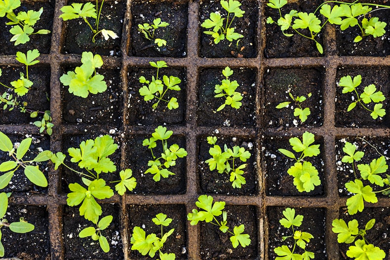 herb seedlings in a grid starter tray