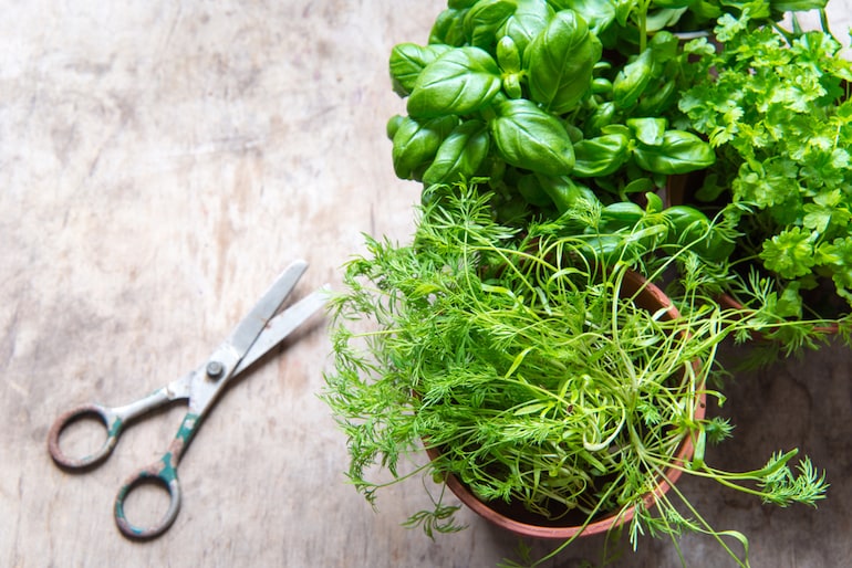 herbs in pots with scissors