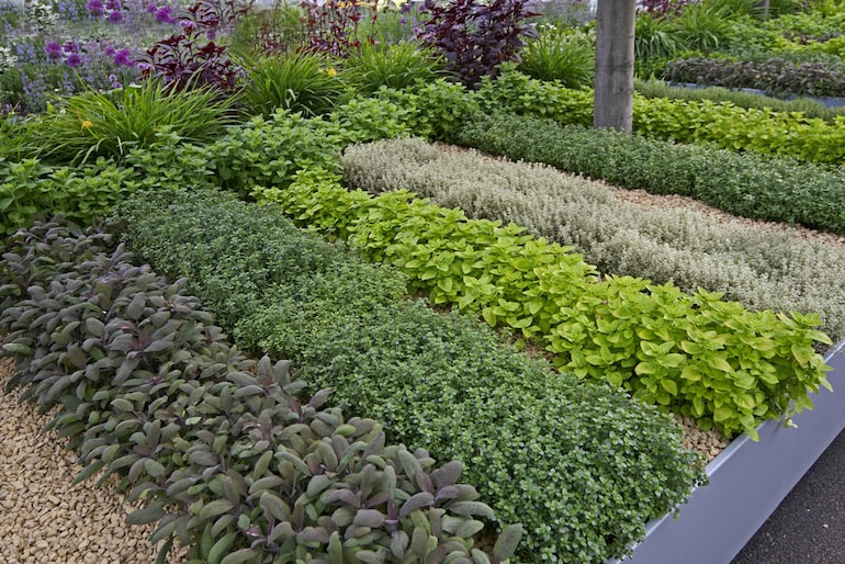 laid out herb garden in rows