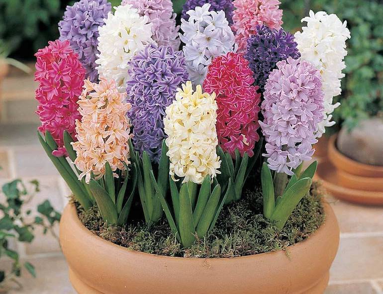 Hyacinth 'Breeders' Selection from T&M