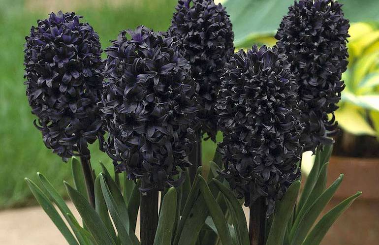 Hyacinth 'Midnight Mystic' from T&M