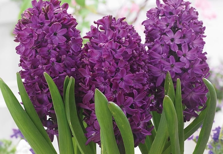 Hyacinth 'Breeders' Selection from T&M
