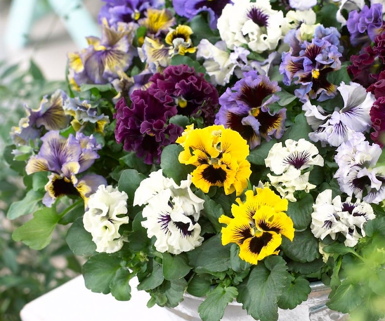 Colourful frilly edged pansies