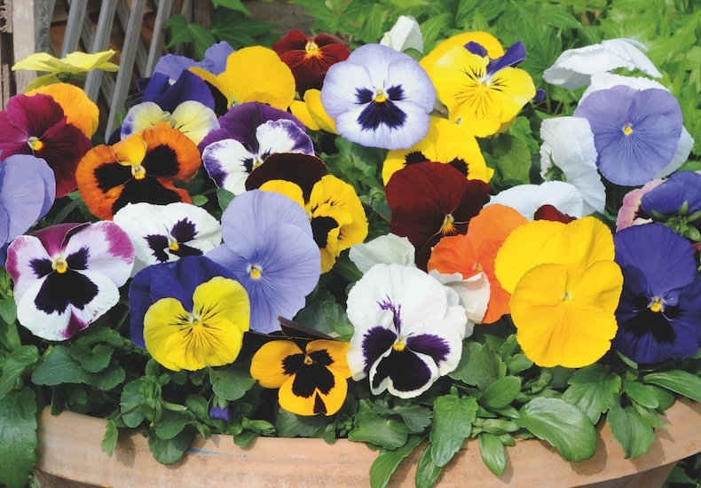 Colourful pansies in a terracotta pot