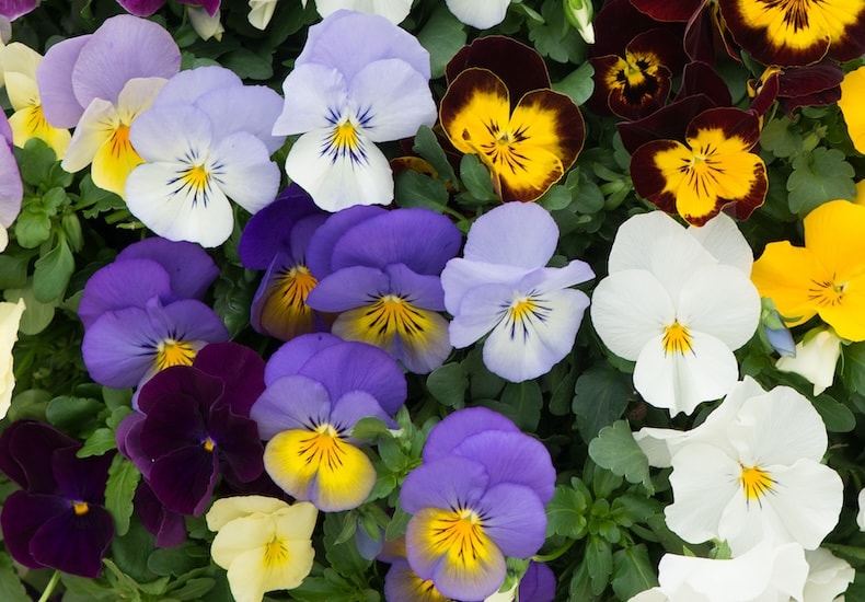 Different coloured pansy flowers