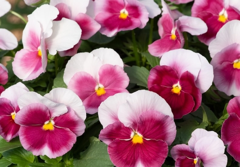 Pink and white pansy flowers