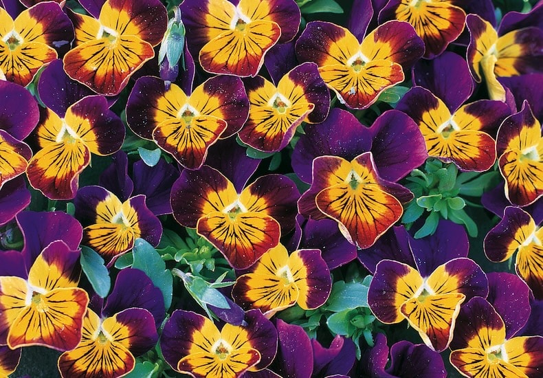 Yellow purple pansy
