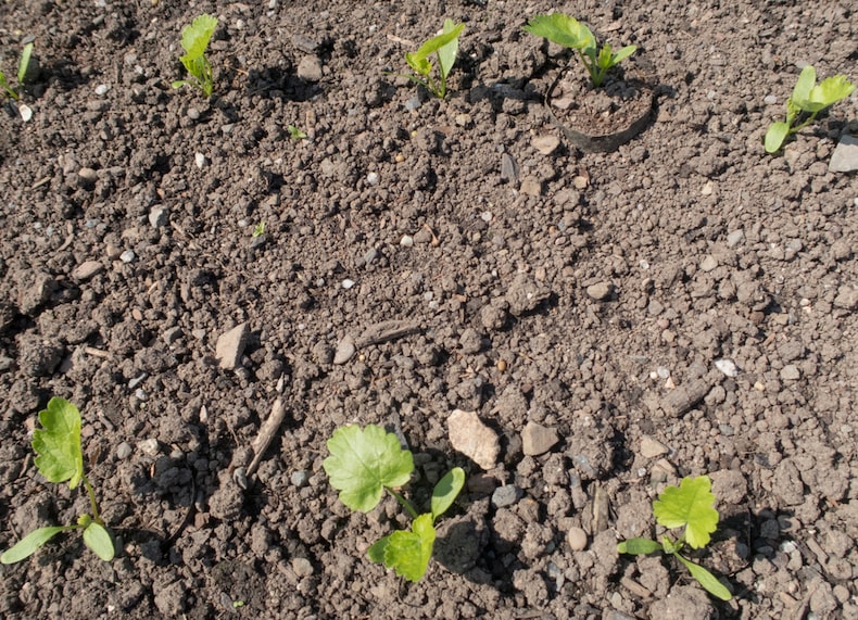 Parsnip seedlings growing in ground