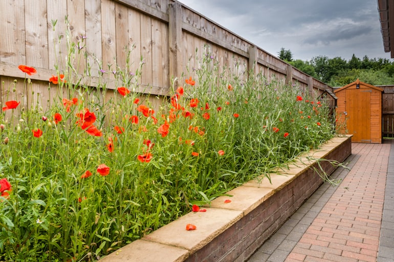 Poppies against a garden fence