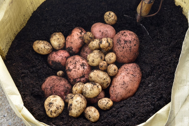 freshly harvested potatoes in a sack