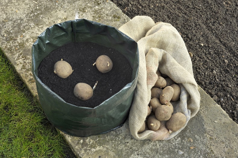 potatoes lying in soil in a container
