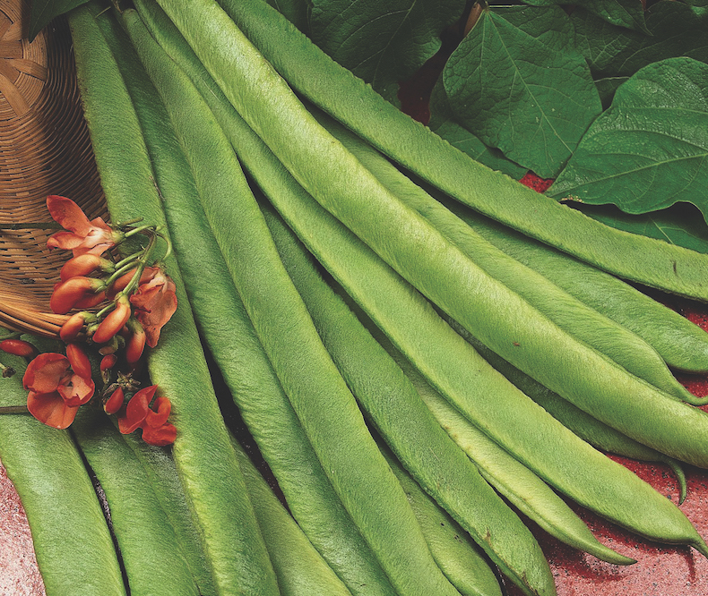  Runner Bean 'Scarlet Emperor' Fra Thompson Morgan 