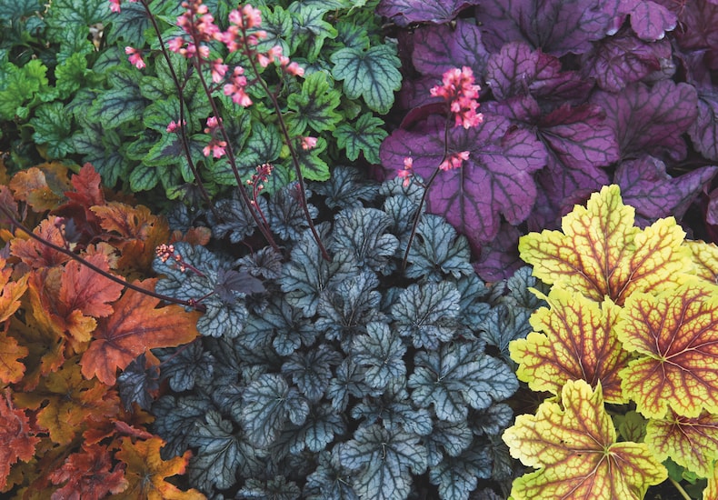 Different coloured heuchera leaves