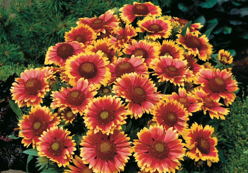 Red and orange gaillardia flowers