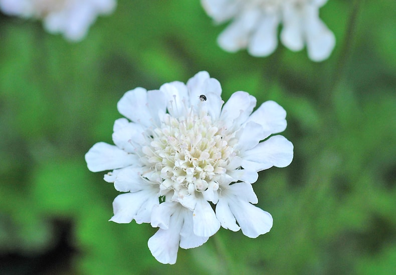 Single white scabious flower