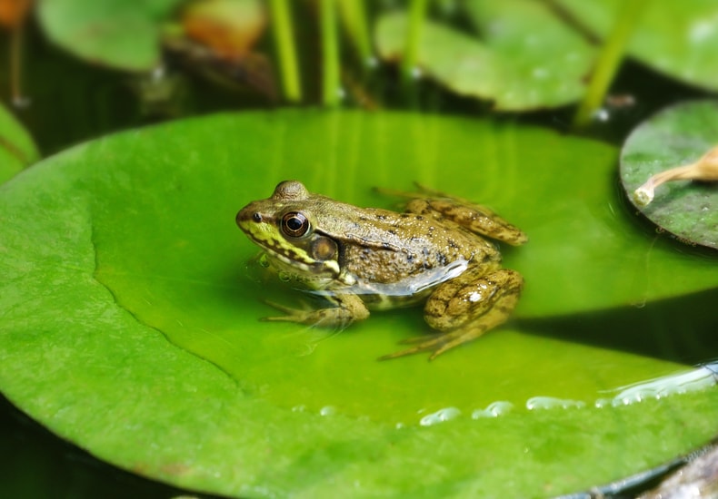 Frog on a lily pad