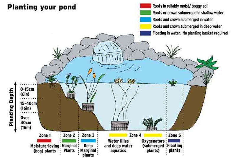 Planting pond illustration