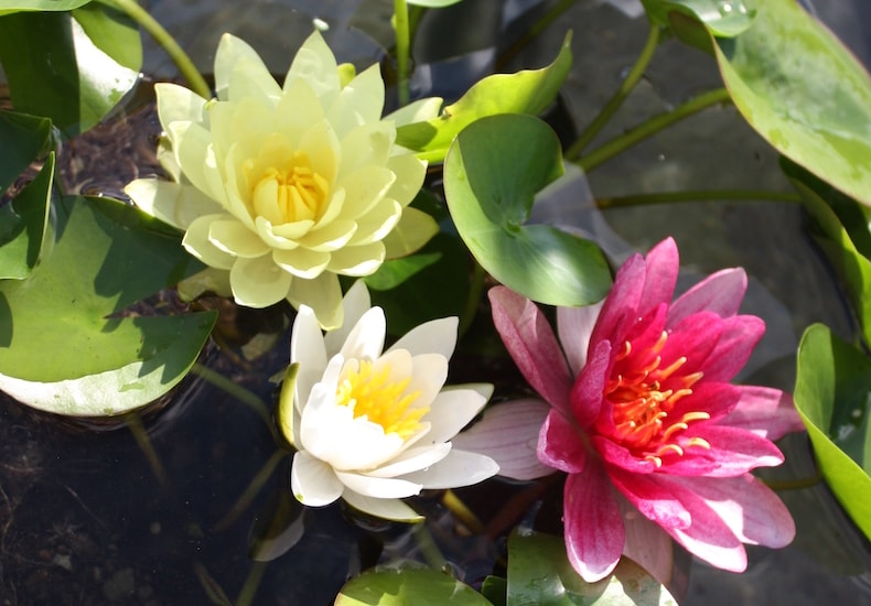 Trio of water lily colours