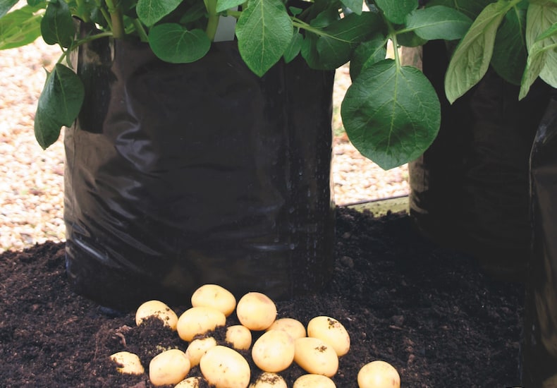Potato growing bags from T&M