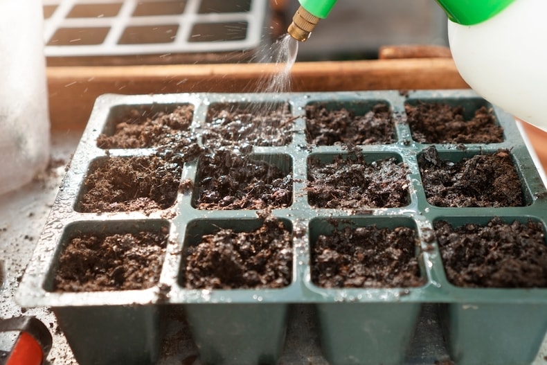 Person spraying seed tray