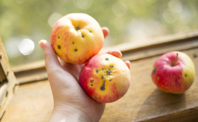 damaged apples being held in a hand