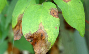 wilting clematis leaves