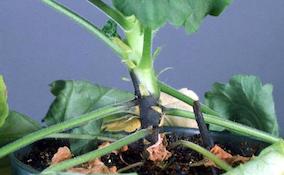 damaged stem of geranium showing blackleg infection