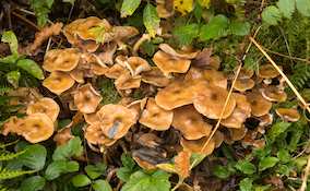 honey fungus mushrooms on the ground