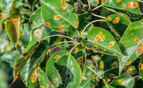 effects of pear rust