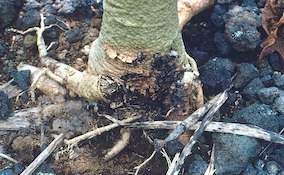 phytophthora root rot