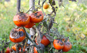 blight on a tomato plant
