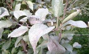 silver leaf fungus