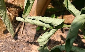 tomato leaf curl symptoms