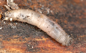 closeup of leatherjacket larvae
