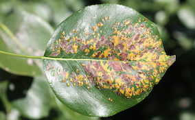 infected leaf from pear leaf blister mites