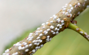 branch covered in scale insects