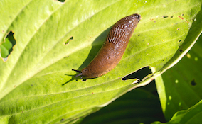 common orange slug in the garden