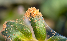 red webbing of spider mites across a leaf