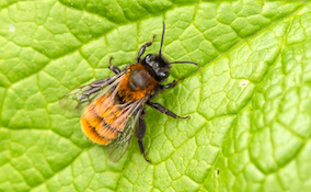 orange coloured tawny mining bee on a leaf