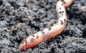 worm covered in earth