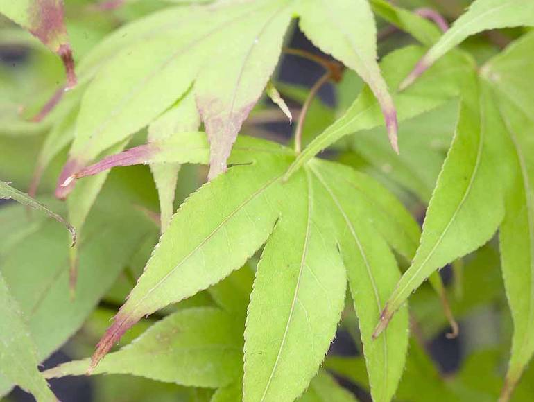 Acer palmatum 'Osakazuki Seedling' from Thompson & Morgan