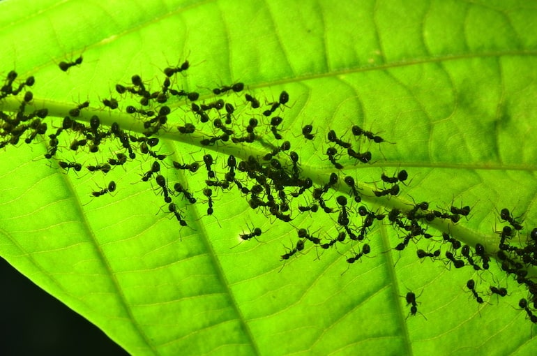 Ants silhouetted against a green leaf