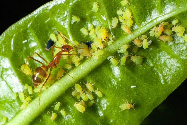 Ants and aphids on a leaf
