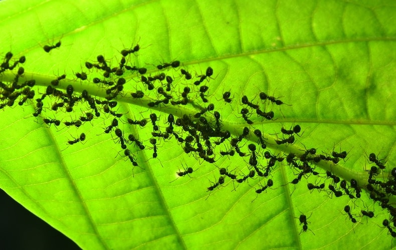 Ants silhouetted against a green leaf