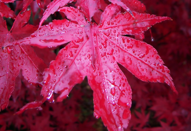 Closeup of red acer leaves